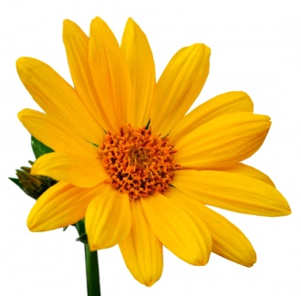 Arnica Oil