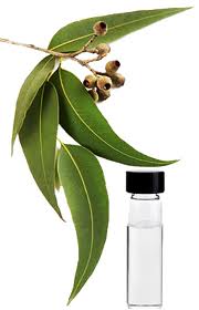 Eucalyptus